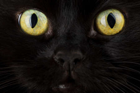 face of black cat closeupの写真素材