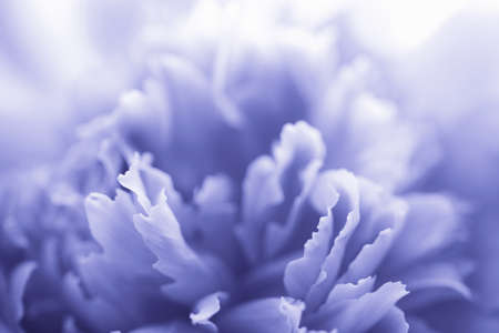 blue peony flower - abstract backgroundの写真素材