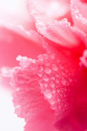 macro of pink carnation flower with water dropletsの写真素材