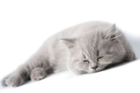 sleeping blue kitten isolatedの写真素材