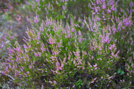 heather field backgroundの写真素材