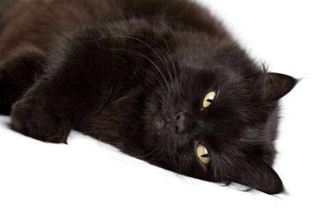 black cat isolatedの写真素材