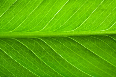 macro of fresh leafの写真素材