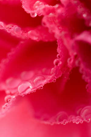 macro of carnation flower with water dropsの写真素材