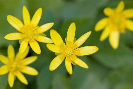 yellow daisies in field