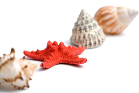 sea shells isolatedの写真素材