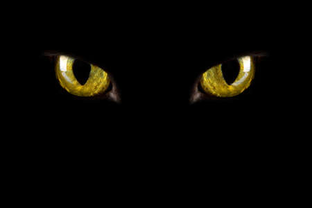 cat's eyes glowing in the dark. halloween backgroundの写真素材