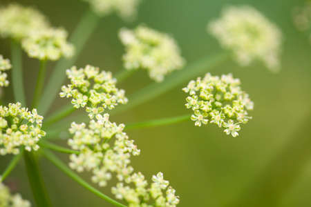 fennel flower in the fieldの写真素材