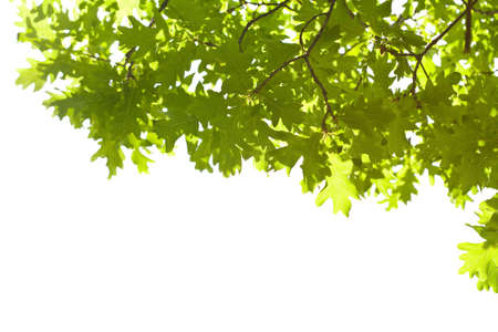 frame of oak leaves isolatedの写真素材