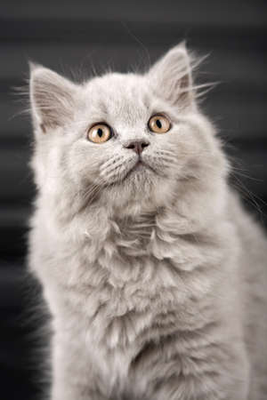 british kitten looking up over black backgroundの写真素材