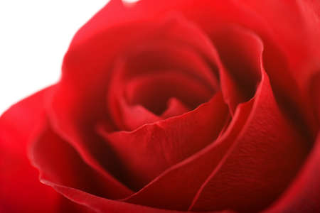 beautiful red rose isolatedの写真素材