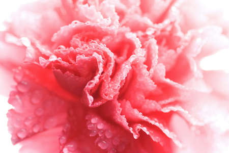 wet carnation backgroundの写真素材