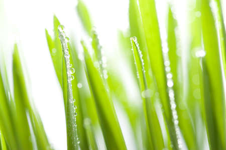 wet grassの写真素材