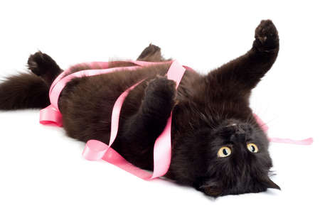 black cat playing with pink ribbon isolatedの写真素材