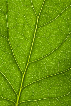 macro of fresh leaf