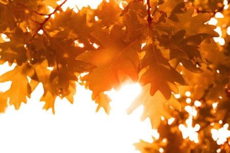 frame of autumn leaves isolatedの写真素材