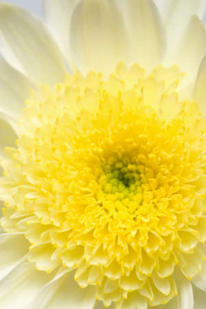 white and yellow chrysanthemumの写真素材