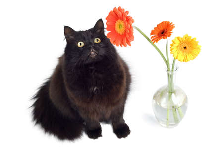 black cat and flowersの写真素材