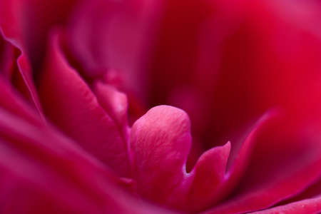 macro of red roseの写真素材