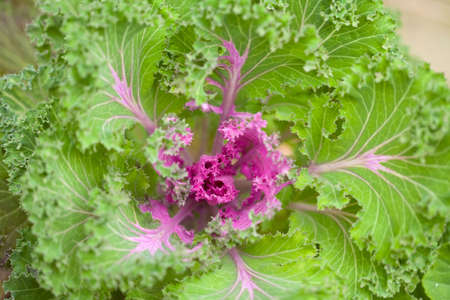 fresh leafs in the gardenの写真素材