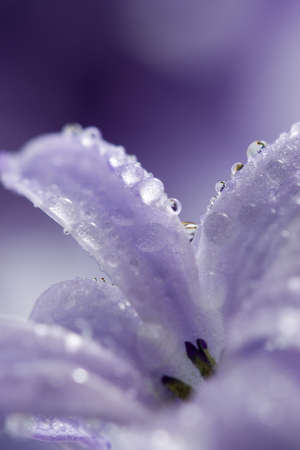 hyacinth petals with water dropsの写真素材