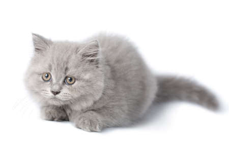 cute british kitten isolatedの写真素材