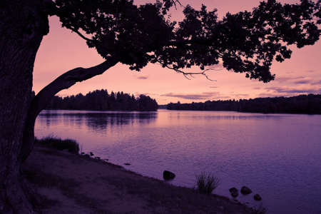 evening landscape with lake and forestの写真素材