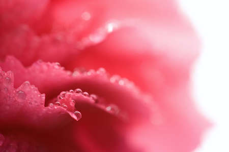 macro of carnation petals with dewの写真素材