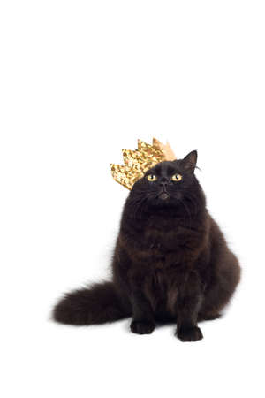 cat kingの写真素材