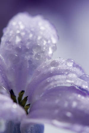 macro of wet hyacinthの写真素材