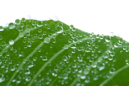 macro of fresh leaf with water drops