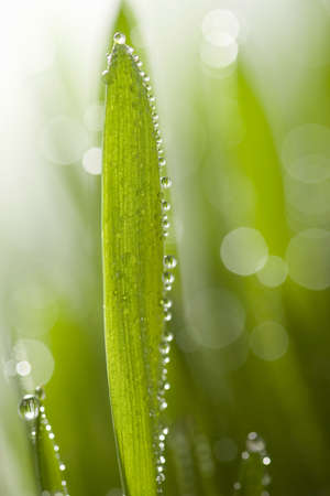 wet grassの写真素材