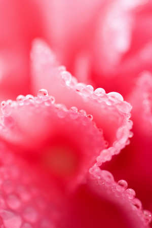 macro of pink carnation flower with water droplets (shallow focus)の写真素材