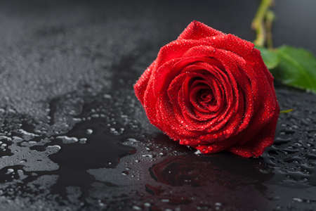 beautiful red rose with water droplets over black backgroundの写真素材