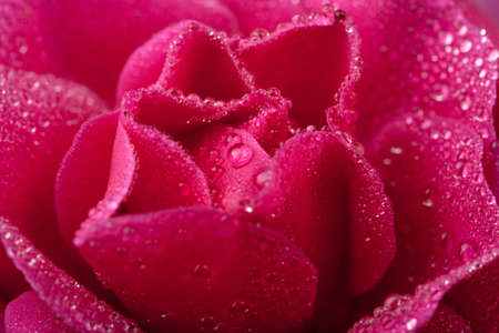 beautiful pink rose with water droplets (shallow focus)の写真素材