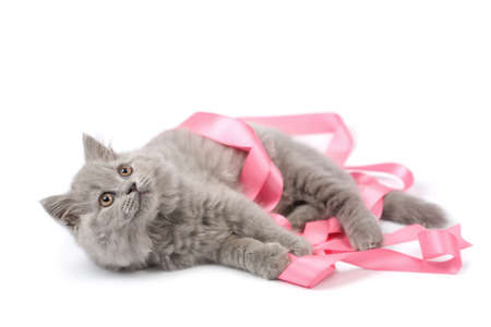 cute british kitten playing with pink ribbon isolatedの写真素材