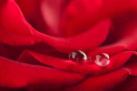 beautiful red rose with water droplets (shallow focus)の写真素材