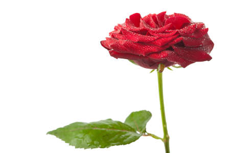 beautiful red rose with water drops isolatedの写真素材