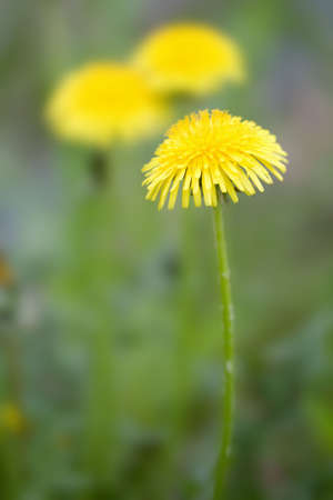 dandelions in the fieldの写真素材