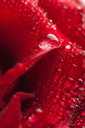beautiful red rose with water droplets (shallow focus)の写真素材