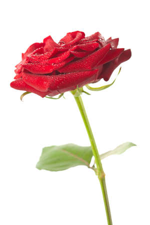 
beautiful red rose with water drops isolatedの写真素材