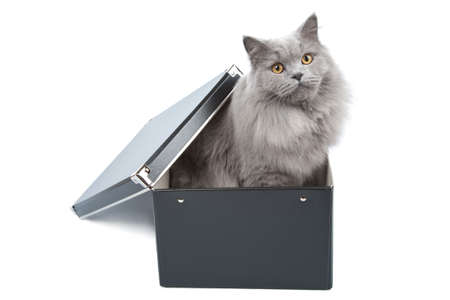 british cat in black box isolatedの写真素材