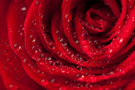 beautiful red rose with water droplets (shallow focus)の写真素材
