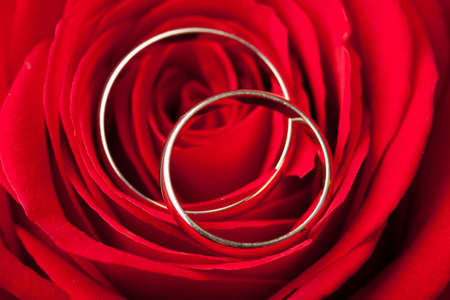 Gold wedding rings over red roseの写真素材