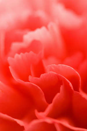 macro of red carnationの写真素材
