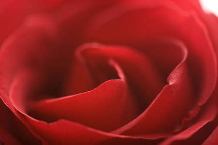 beautiful red rose (shallow DOF)の写真素材