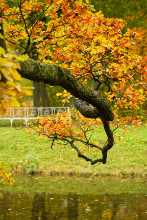 autumn tree branchの写真素材