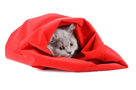  british kitten in red bag isolatedの写真素材