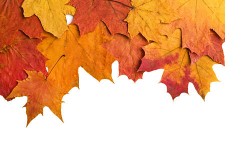  dry autumn leaves isolated
の写真素材