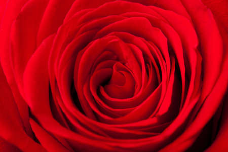  beautiful red rose backgroundの写真素材